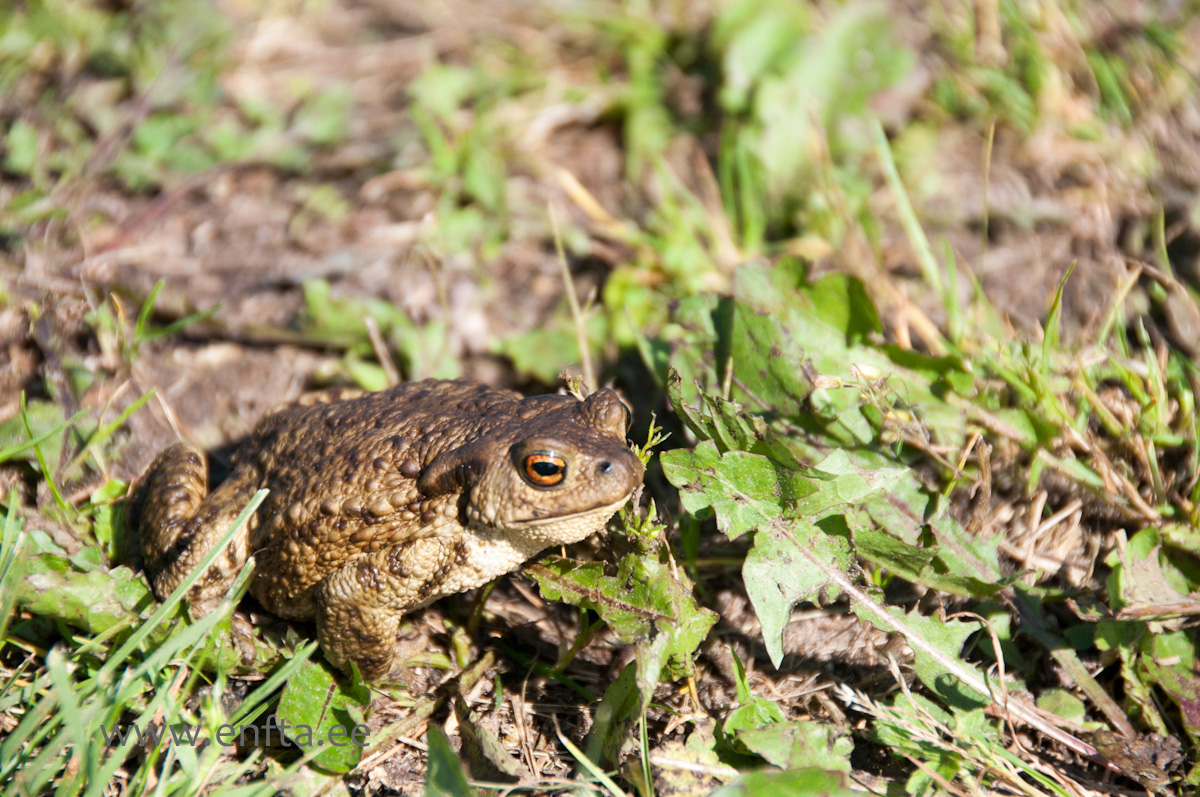 If You are able to stay calm and still as a frog on a picture, You will get good points!